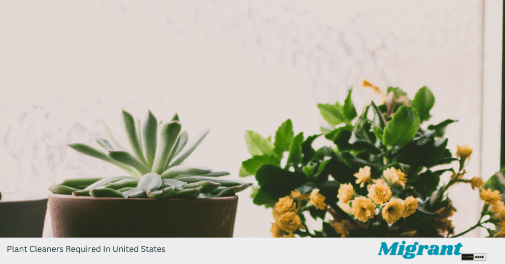 Plant Cleaners Required In United States