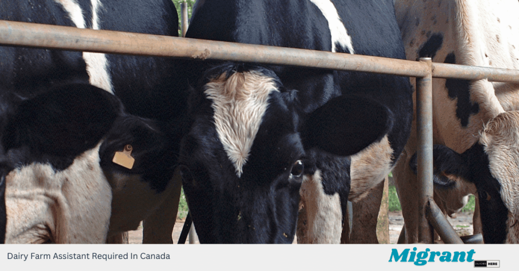 Dairy Farm Assistant Required In Canada