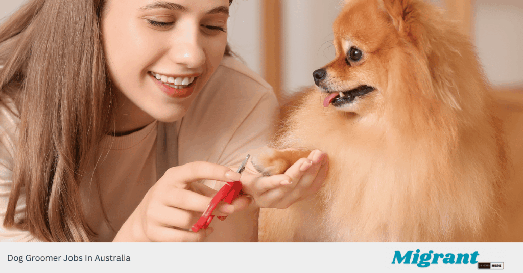 Dog Groomer Jobs In Australia