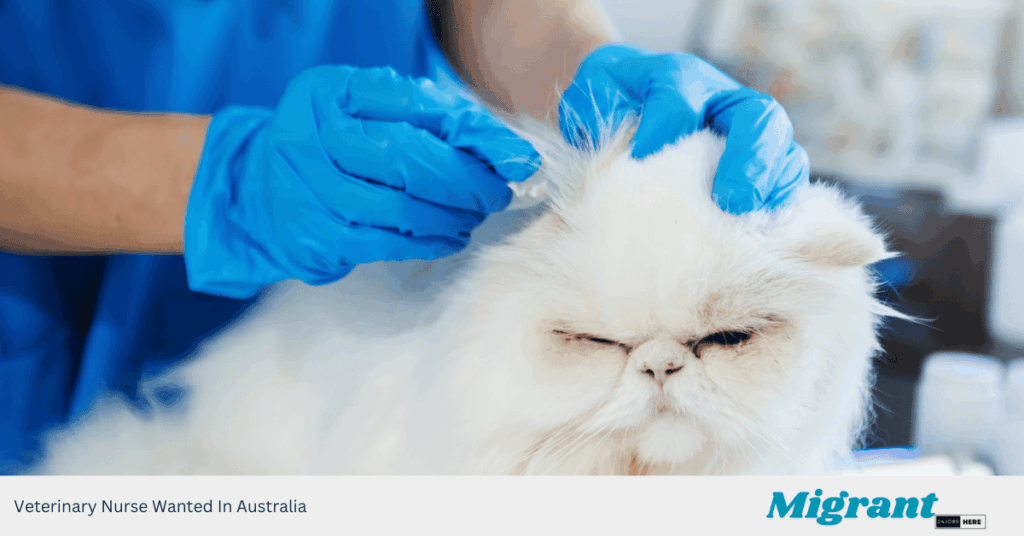 Veterinary Nurse Wanted In Australia