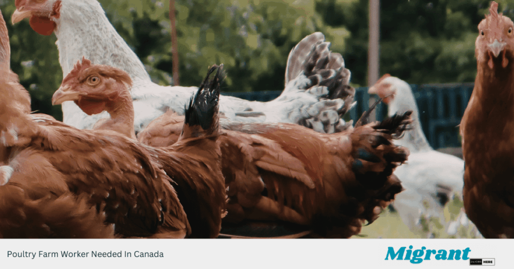 Poultry Farm Worker Needed In Canada